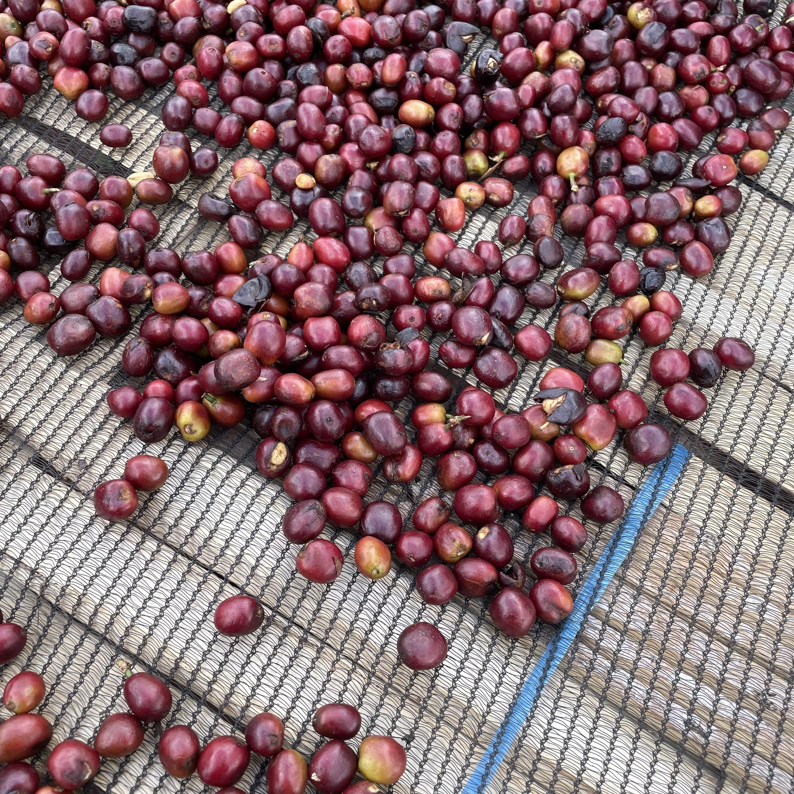 Ethiopia Chelchele Natural(23/24年クロップ) | ORIGIN COUNTRIES